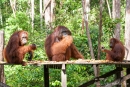 Orang Utans auf der Fütterungsplattform