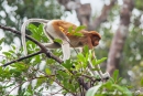 Nasenaffe im Regenwald von Borneo