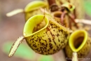 Kannenpflanzen (Nepenthes)