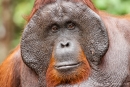 Erwachsenes Orang Utan-Männchen mit großen, auffälligen Wangenwülsten