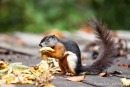 Auch für Schönhörnchen (Callosciurinae) gibt es hier Futter im Überfluss