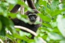 Gibbons (Hylobatidae)