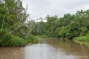 Wir erleben eine spannende Fahrt durch den Regenwald von Borneo