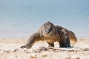 Endlich mal ein Komodowaran, der nicht nur faul herum liegt und uns auch groß genug ist