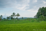 Ausblick vom Ijen-Resort, das mitten in Reisterrassen steht