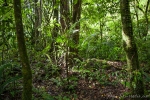 Regenwald im Gunung Gede Pangrango Nationalpark