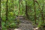 Regenwald im Gunung Gede Pangrango Nationalpark