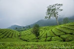 Teeplantage bei Bandung
