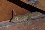 Tokeh (Gekko gecko)