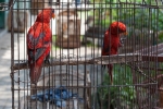 Rote Loris - Tier- und Vogelmarkt Yogyakarta