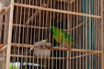 Je hübscher und singfreudiger der Vogel, umso sicherer ist ihm die Gefangenschaft - Tier- und Vogelmarkt Yogyakarta