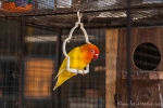 Teilweise werden die Vögel sogar gefärbt; wie z. B. hier der Kopf - Tier- und Vogelmarkt Yogyakarta