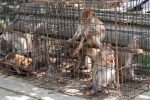 Man kann das Leid dieser Tiere deutlich sehen - Tier- und Vogelmarkt Yogyakarta