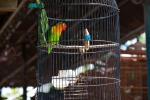 Auch der schönste Käfig macht die Gefangenschaft nicht besser - Tier- und Vogelmarkt Yogyakarta