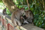 Familienglück im Affenwald Sangeh