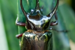 Dreihornkäfer (Chalcosoma atlas)