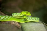 Grüne Peitschennatter (Ahaetulla prasina), Green Vine Snake