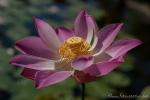 Lotusblüte