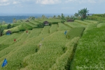 Die Reisterrassen von Jatiluwih stehen sogar unter dem Schutz der Unesco