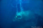 Unterwasserwelt von Aqaba - versenktes Flugzeug