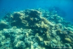 Unterwasserwelt von Aqaba - der jordanische Tauchspot im Roten Meer