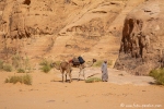 Die "Einheimischen" im Wadi Rum