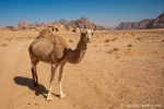 Die "Einheimischen" im Wadi Rum