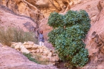 Unser Guide zeigt uns die Geheimnisse des Wadi Rum