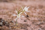 Kleine Wüstenblume