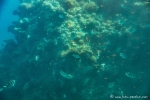 Unterwasserwelt von Aqaba - Rotes Meer