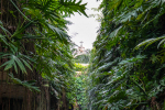 Cenote Hacienda Mucuyche