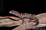 Mexikanische Krallengecko (Coleonyx elegans)