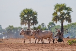 Feldarbeit ist Knochenarbeit - unterwegs in Myanmar