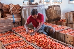 Tomaten vom Inle Lake werden im Tomatenhaus von Nyaungshwe für den Verkauf vorbereitet