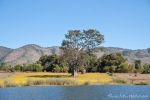 Senffeld am Inle See