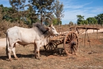 Viehmarkt nahe Taunggyi