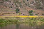 Senffeld am Inle See