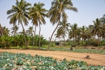 Obst- und Gemüseplantagen mitten in Salalah