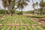 Obst- und Gemüseplantagen mitten in Salalah