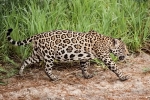 Jaguar (Panthera onca)