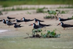 Kolonie von Schwarzmantel-Scherenschnäbeln (Rynchops niger), Black Skimmer