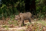 Inspiziert sein Revier - Jaguar (Panthera onca)