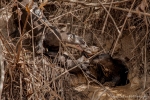 Wohlbehalten an der Haustür abgeliefert - Riesenotter (Pteronura brasiliensis), Giant Otter