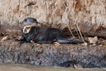 Riesenotter (Pteronura brasiliensis), Giant Otter