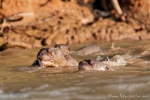 Riesenotter (Pteronura brasiliensis), Giant Otter