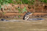 Riesenotter (Pteronura brasiliensis), Giant Otter