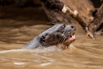 Die Wölfe der Flüsse - Riesenotter (Pteronura brasiliensis), Giant Otter