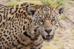 Der Räuber, der seine Beute mit einem einzigen Sprung erlegt - Jaguar (Panthera onca)