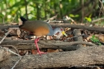 Cayenneralle (Aramides cajanea), Grey-Necked Wood Rail