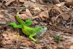 Gruene Wasseragame, (Physignathus cocincinus)